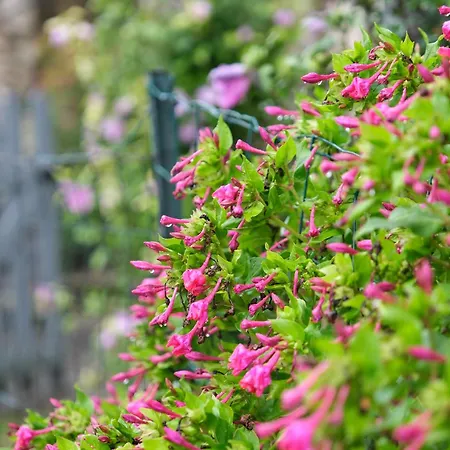 Les Hirondelles Daire